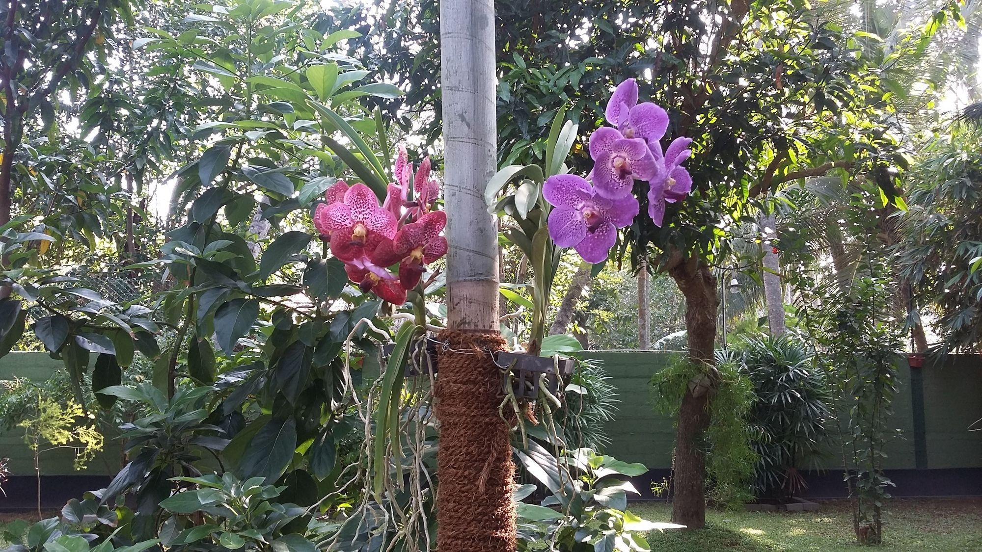 West Dene Panzió Negombo Kültér fotó